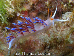 Flabellina in Estartit, F100 by Thomas Lueken 
